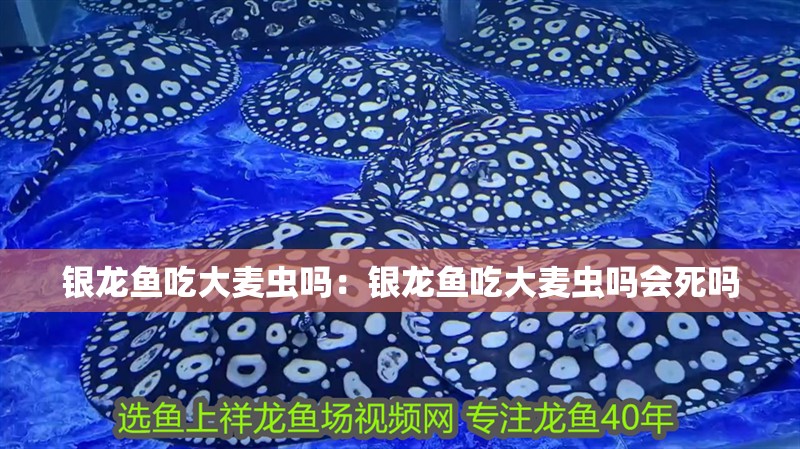 銀龍魚吃大麥蟲嗎：銀龍魚吃大麥蟲嗎會死嗎