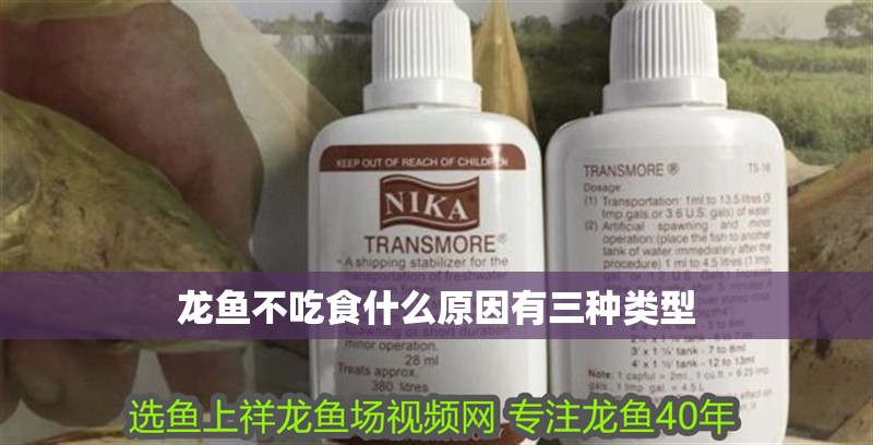 龍魚不吃食什么原因有三種類型