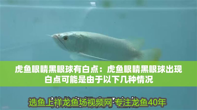 虎魚眼睛黑眼球有白點：虎魚眼睛黑眼球出現白點可能是由于以下幾種情況