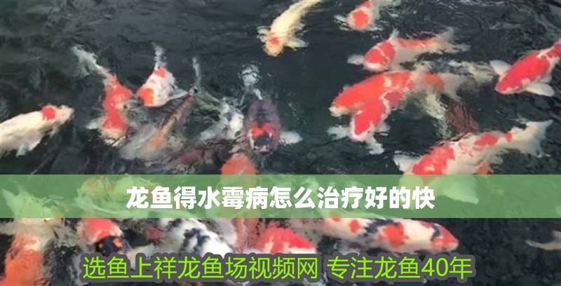 龍魚得水霉病怎么治療好的快