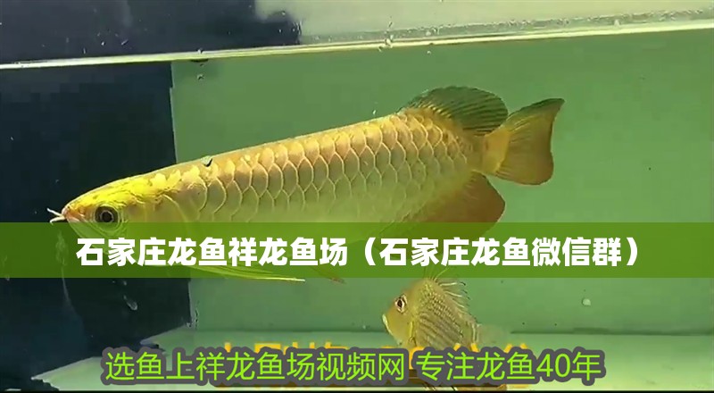 石家莊龍魚(yú)祥龍魚(yú)場(chǎng)（石家莊龍魚(yú)微信群）