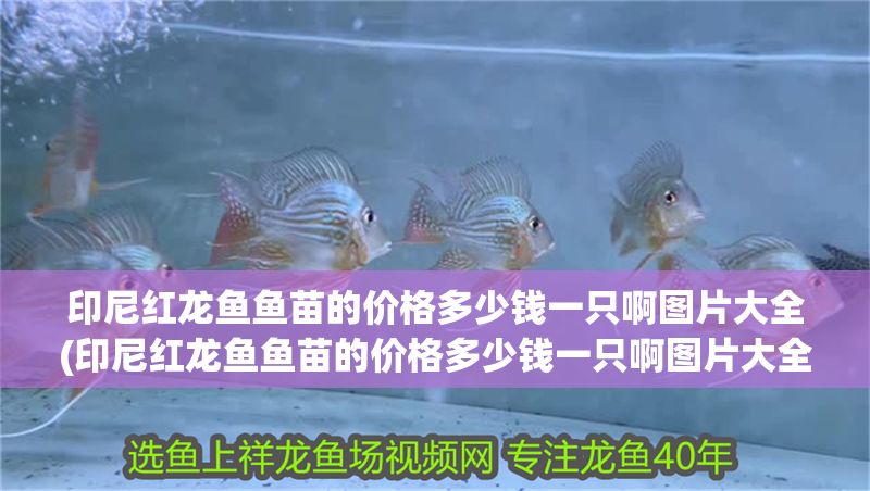 印尼紅龍魚(yú)魚(yú)苗的價(jià)格多少錢(qián)一只啊圖片大全(印尼紅龍魚(yú)魚(yú)苗的價(jià)格多少錢(qián)一只啊圖片大全) 印尼紅龍魚(yú)魚(yú)苗的價(jià)格多少錢(qián)一只啊圖片大全(印尼紅龍魚(yú)魚(yú)苗的價(jià)格多少錢(qián)一只啊圖片大全) 紅龍魚(yú)百科 第1張