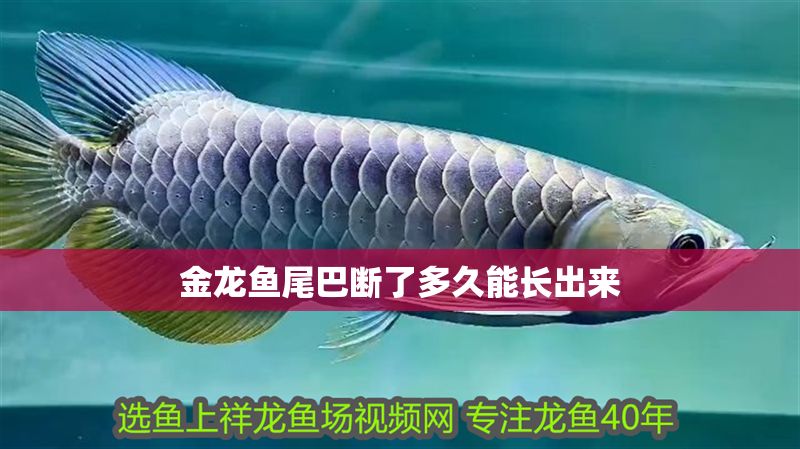 金龍魚尾巴斷了多久能長出來