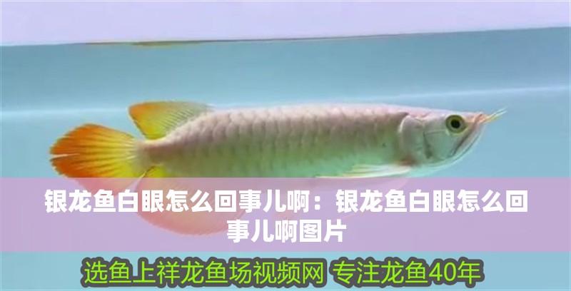 銀龍魚白眼怎么回事兒啊：銀龍魚白眼怎么回事兒啊圖片