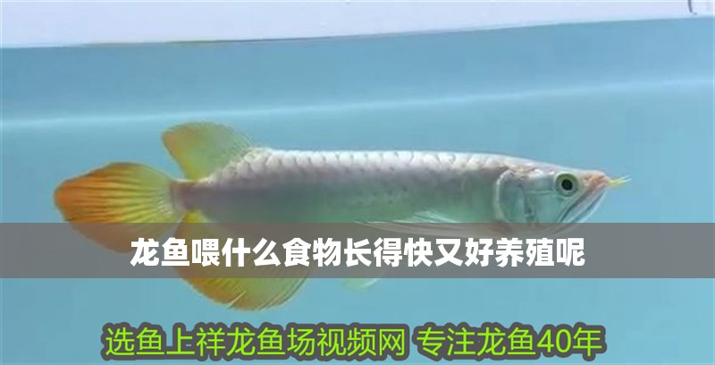 龍魚喂什么食物長得快又好養(yǎng)殖呢