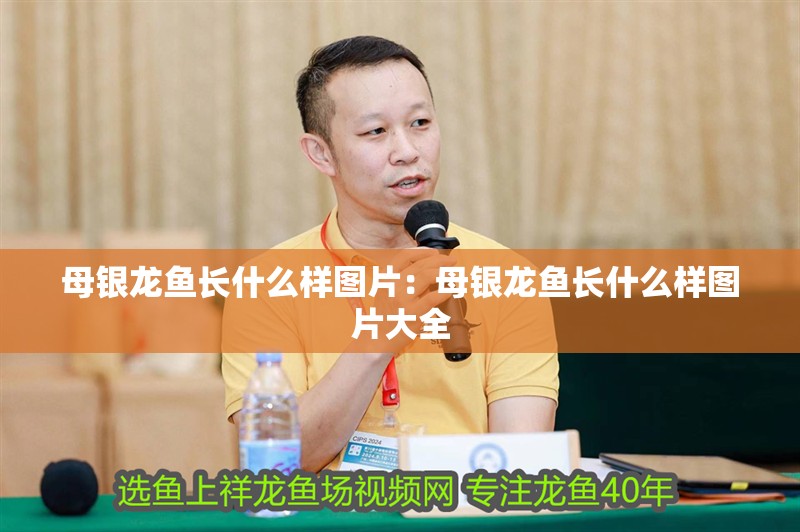 母銀龍魚長什么樣圖片：母銀龍魚長什么樣圖片大全