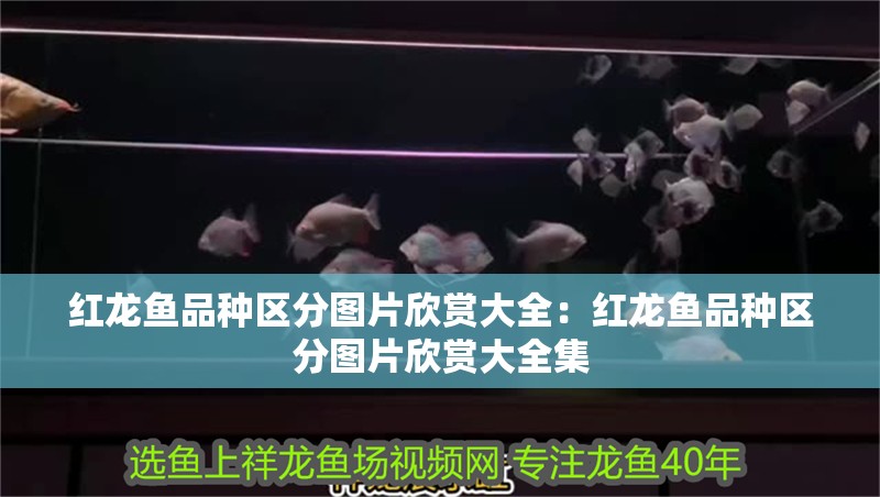 紅龍魚品種區分圖片欣賞大全：紅龍魚品種區分圖片欣賞大全集 紅龍魚品種區分圖片欣賞大全：紅龍魚品種區分圖片欣賞大全集 水族問答