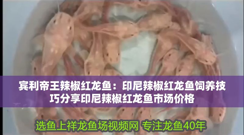 賓利帝王辣椒紅龍魚：印尼辣椒紅龍魚飼養技巧分享印尼辣椒紅龍魚市場價格