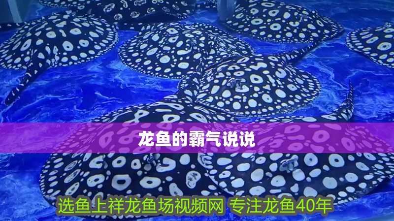 龍魚的霸氣說說 龍魚的霸氣說說 龍魚百科 第2張