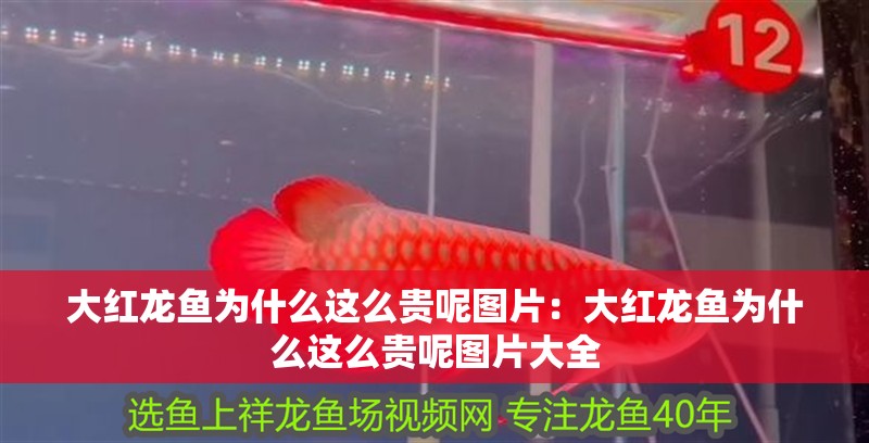 大紅龍魚為什么這么貴呢圖片：大紅龍魚為什么這么貴呢圖片大全