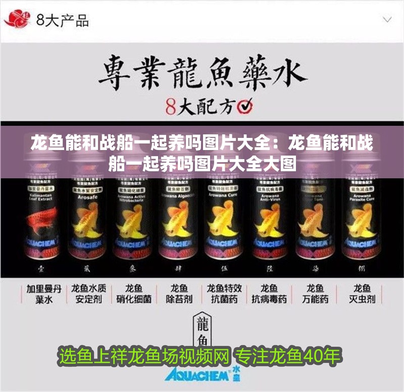 龍魚能和戰(zhàn)船一起養(yǎng)嗎圖片大全：龍魚能和戰(zhàn)船一起養(yǎng)嗎圖片大全大圖