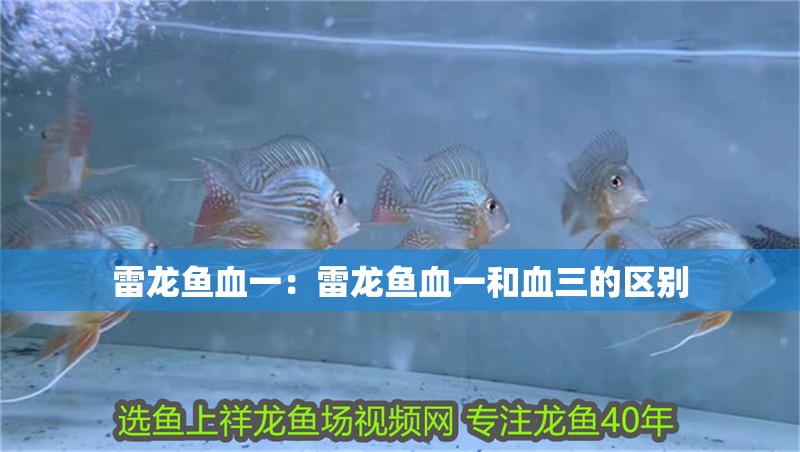 雷龍魚血一：雷龍魚血一和血三的區別 雷龍魚血一：雷龍魚血一和血三的區別 水族問答