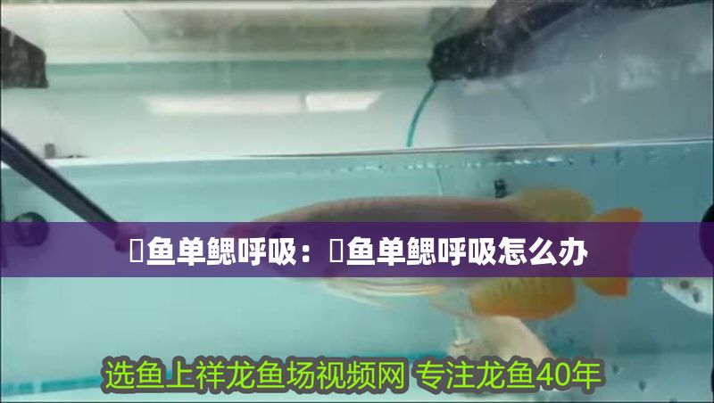 魟魚單鰓呼吸：魟魚單鰓呼吸怎么辦
