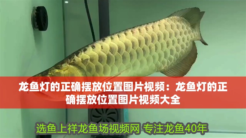 龍魚燈的正確擺放位置圖片視頻：龍魚燈的正確擺放位置圖片視頻大全