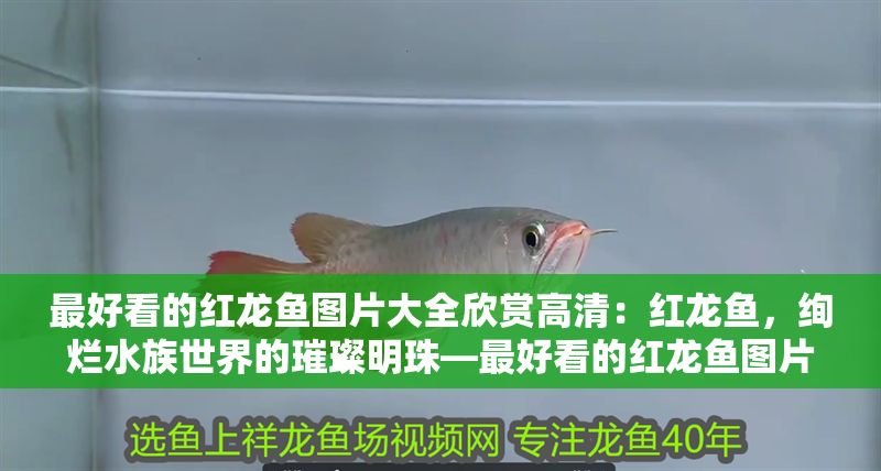 最好看的紅龍魚圖片大全欣賞高清：紅龍魚，絢爛水族世界的璀璨明珠—最好看的紅龍魚圖片大全欣賞