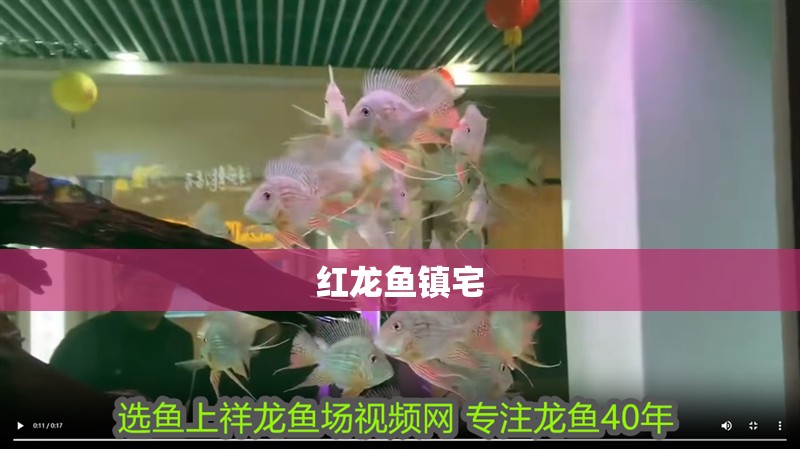 紅龍魚鎮宅 紅龍魚鎮宅 龍魚百科 第2張
