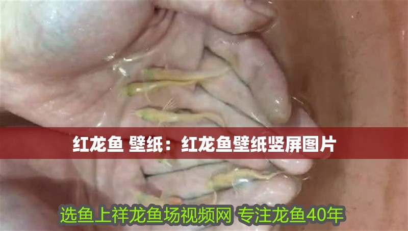 紅龍魚 壁紙：紅龍魚壁紙豎屏圖片