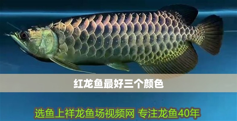 紅龍魚最好三個顏色