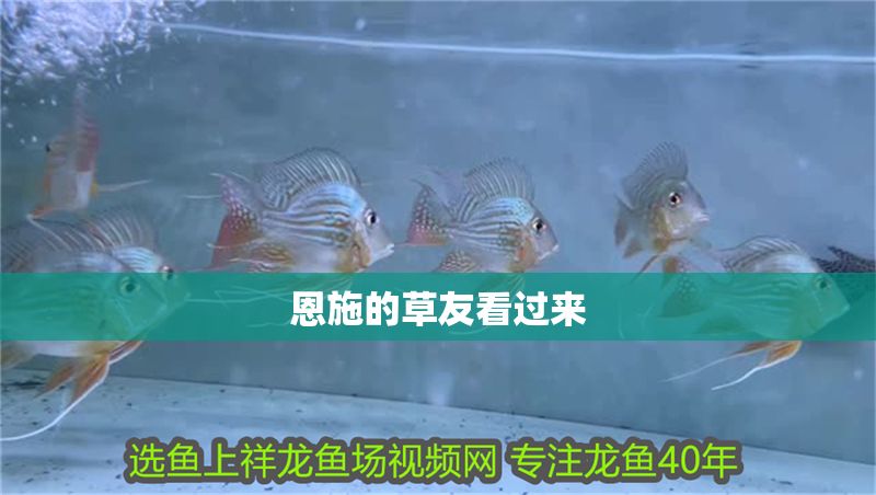 恩施的草友看過來