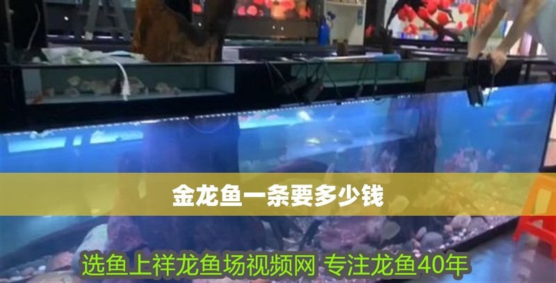 金龍魚一條要多少錢