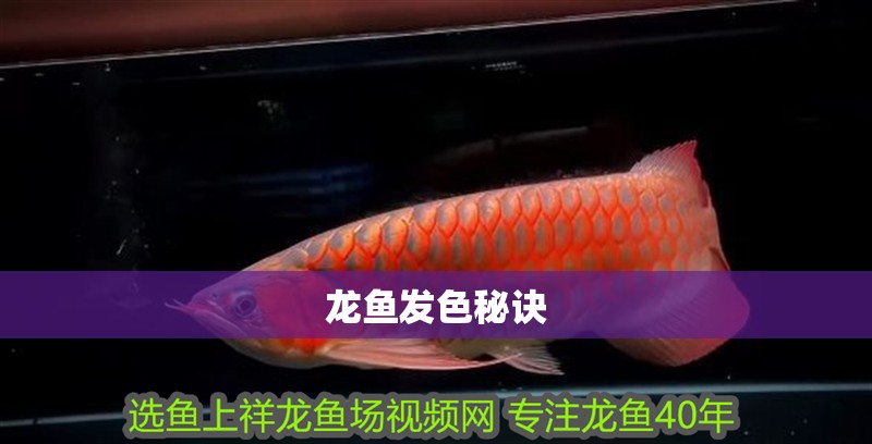 龍魚發(fā)色秘訣
