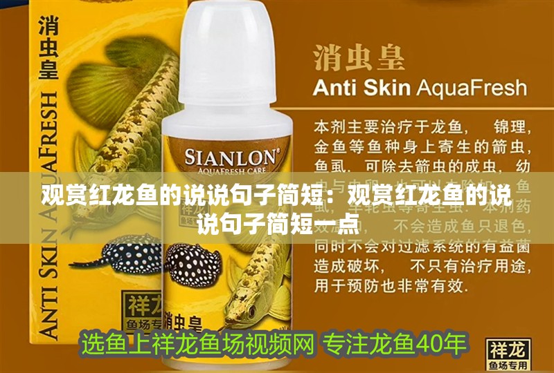 觀賞紅龍魚的說說句子簡短：觀賞紅龍魚的說說句子簡短一點 觀賞紅龍魚的說說句子簡短：觀賞紅龍魚的說說句子簡短一點 水族問答