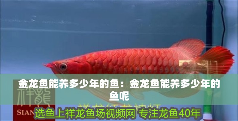 金龍魚能養多少年的魚：金龍魚能養多少年的魚呢