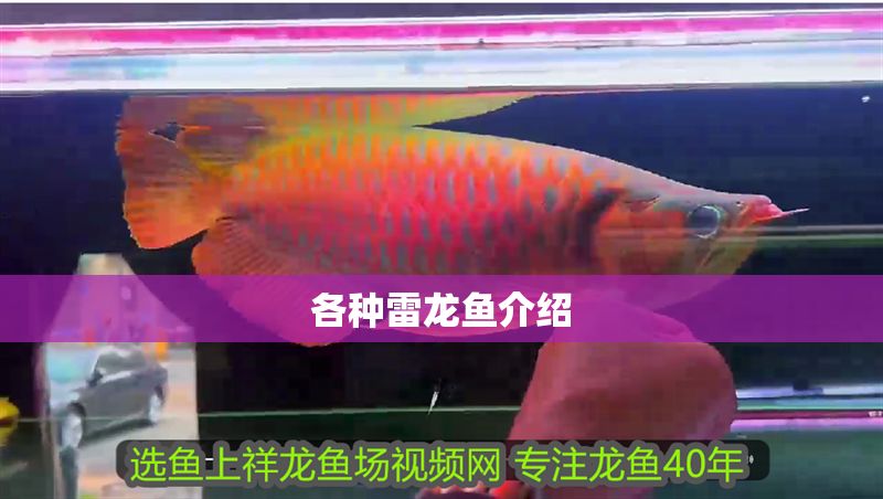 各種雷龍魚介紹