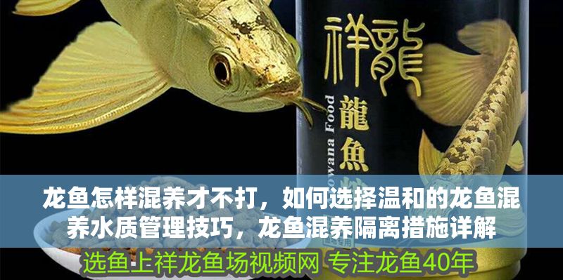 龍魚怎樣混養(yǎng)才不打，如何選擇溫和的龍魚混養(yǎng)水質(zhì)管理技巧，龍魚混養(yǎng)隔離措施詳解