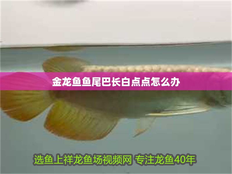 金龍魚魚尾巴長白點點怎么辦