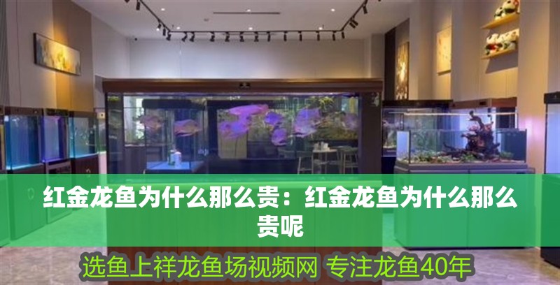 紅金龍魚為什么那么貴：紅金龍魚為什么那么貴呢