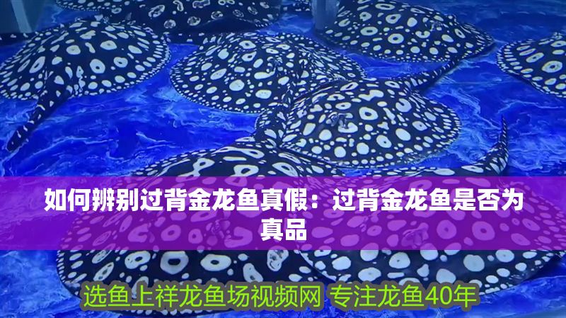 如何辨別過背金龍魚真假：過背金龍魚是否為真品