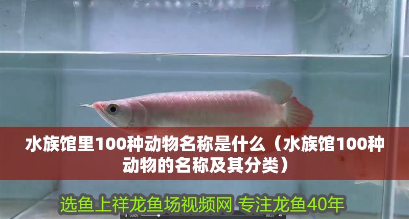 水族館里100種動(dòng)物名稱(chēng)是什么（水族館100種動(dòng)物的名稱(chēng)及其分類(lèi)）