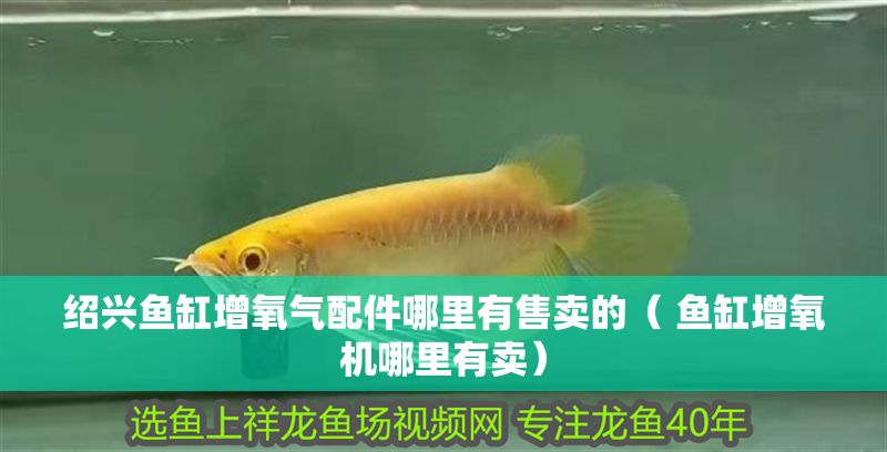 紹興魚缸增氧氣配件哪里有售賣的（ 魚缸增氧機哪里有賣） 紹興魚缸增氧氣配件哪里有售賣的（ 魚缸增氧機哪里有賣） 黃金貓魚百科 第1張