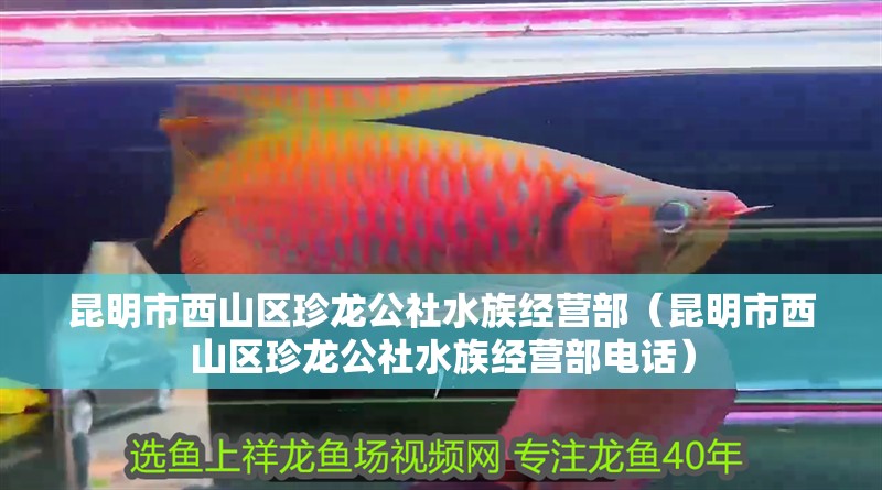 昆明市西山區珍龍公社水族經營部（昆明市西山區珍龍公社水族經營部電話）