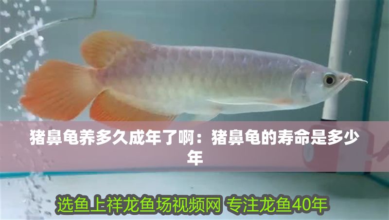 豬鼻龜養(yǎng)多久成年了啊：豬鼻龜的壽命是多少年