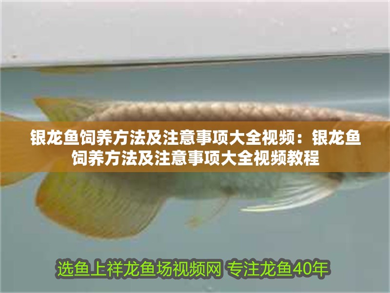 銀龍魚飼養方法及注意事項大全視頻：銀龍魚飼養方法及注意事項大全視頻教程