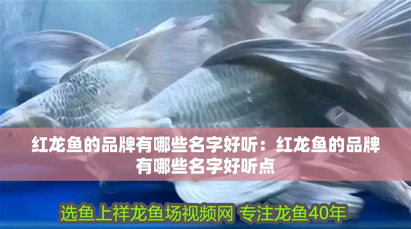 紅龍魚的品牌有哪些名字好聽：紅龍魚的品牌有哪些名字好聽點