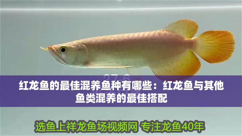 紅龍魚的最佳混養魚種有哪些：紅龍魚與其他魚類混養的最佳搭配 紅龍魚的最佳混養魚種有哪些：紅龍魚與其他魚類混養的最佳搭配 紅龍魚百科 第1張