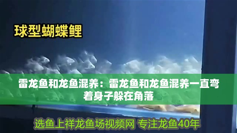雷龍魚和龍魚混養(yǎng)：雷龍魚和龍魚混養(yǎng)一直彎著身子躲在角落