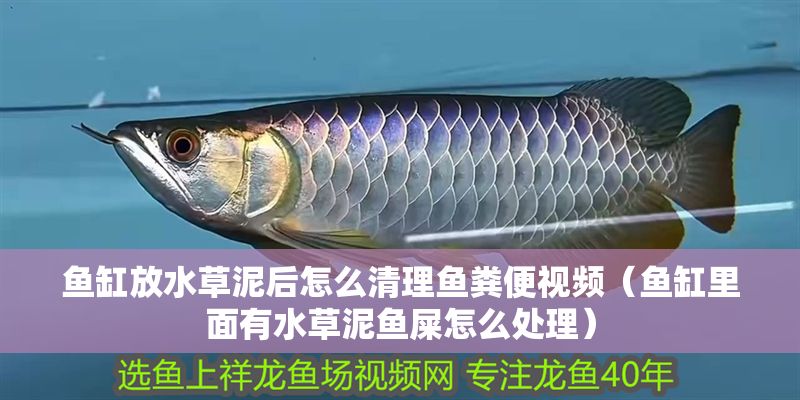 魚缸放水草泥后怎么清理魚糞便視頻（魚缸里面有水草泥魚屎怎么處理）