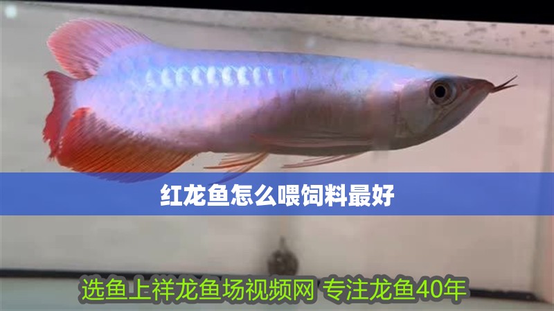 紅龍魚怎么喂飼料最好