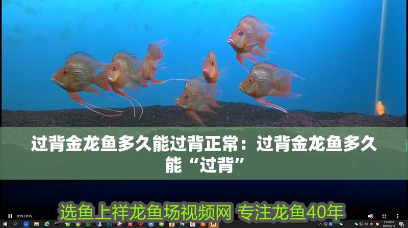 過背金龍魚多久能過背正常：過背金龍魚多久能“過背”