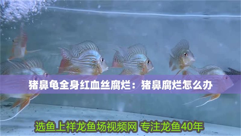 豬鼻龜全身紅血絲腐爛：豬鼻腐爛怎么辦