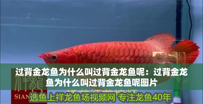 過背金龍魚為什么叫過背金龍魚呢：過背金龍魚為什么叫過背金龍魚呢圖片