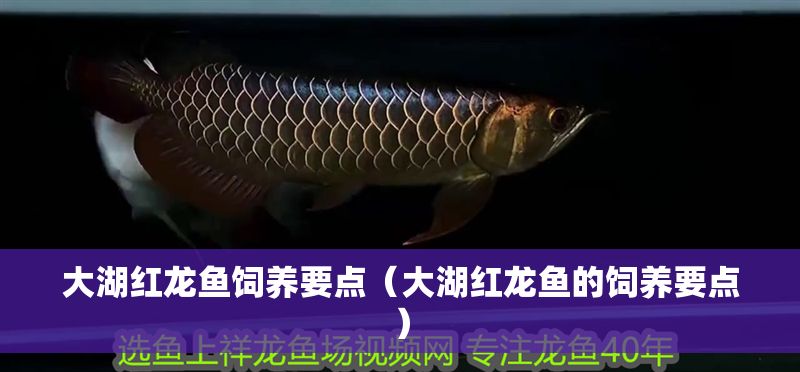 大湖紅龍魚飼養(yǎng)要點(diǎn)（大湖紅龍魚的飼養(yǎng)要點(diǎn)）