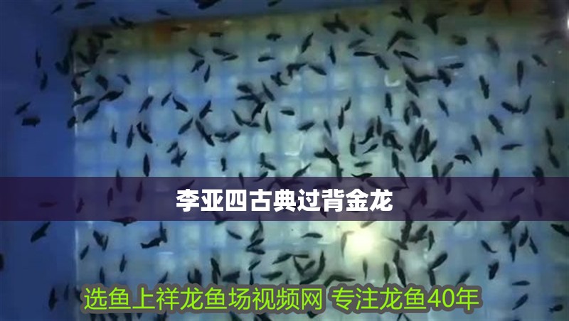 李亞四古典過背金龍