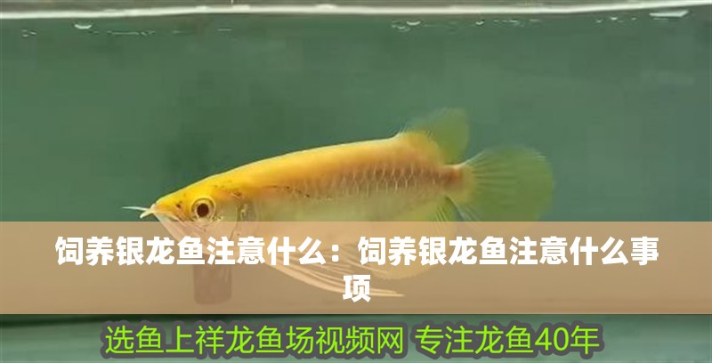 飼養銀龍魚注意什么：飼養銀龍魚注意什么事項