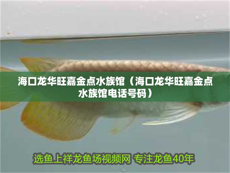 海口龍華旺嘉金點水族館（海口龍華旺嘉金點水族館電話號碼）