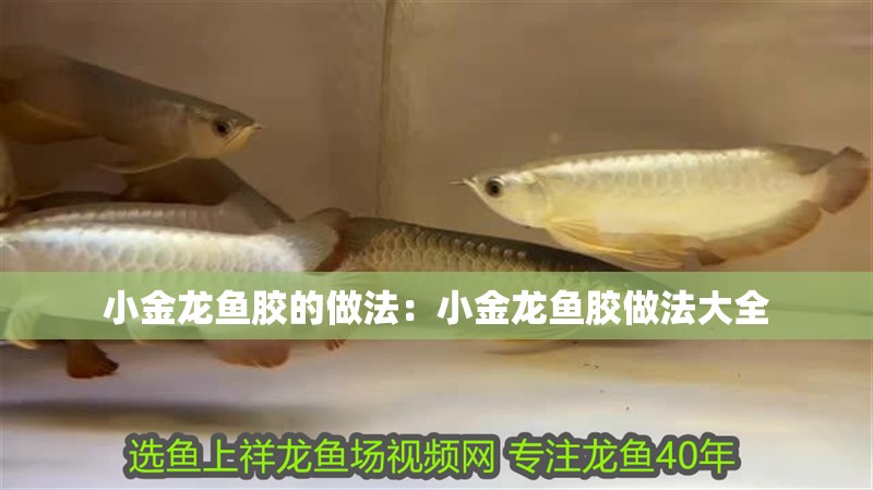 小金龍魚膠的做法：小金龍魚膠做法大全